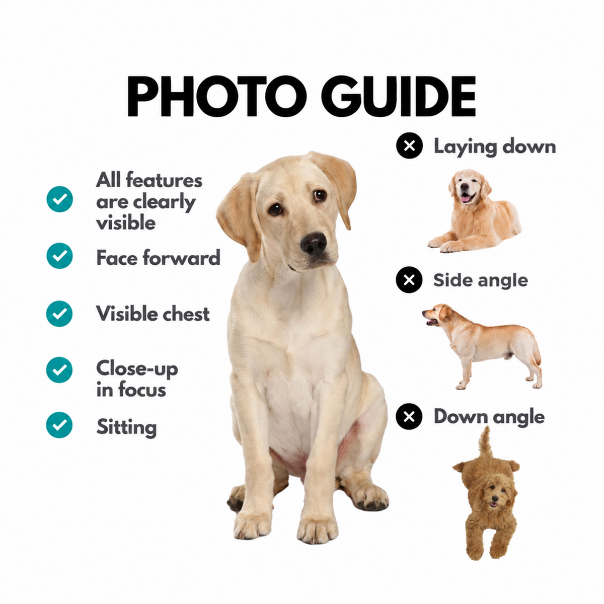 Pet photo guide for a clear front-facing portrait