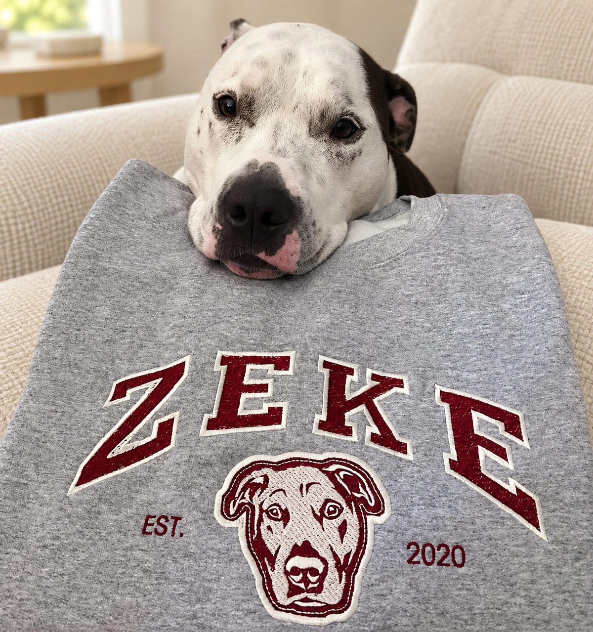 Pit bull resting on gray ZEKE varsity pet portrait sweatshirt on a cream sofa